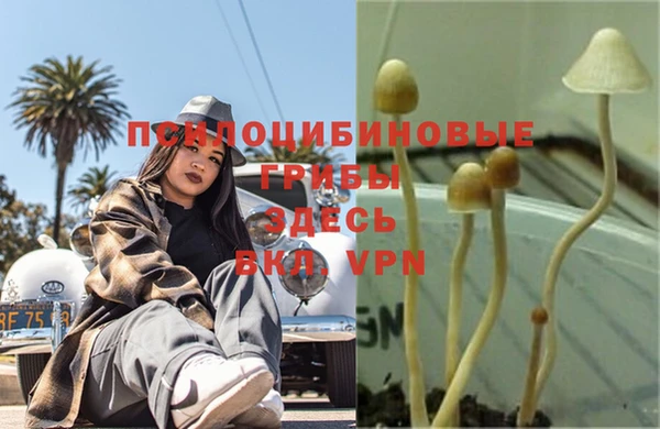 PSILOCYBIN Магас
